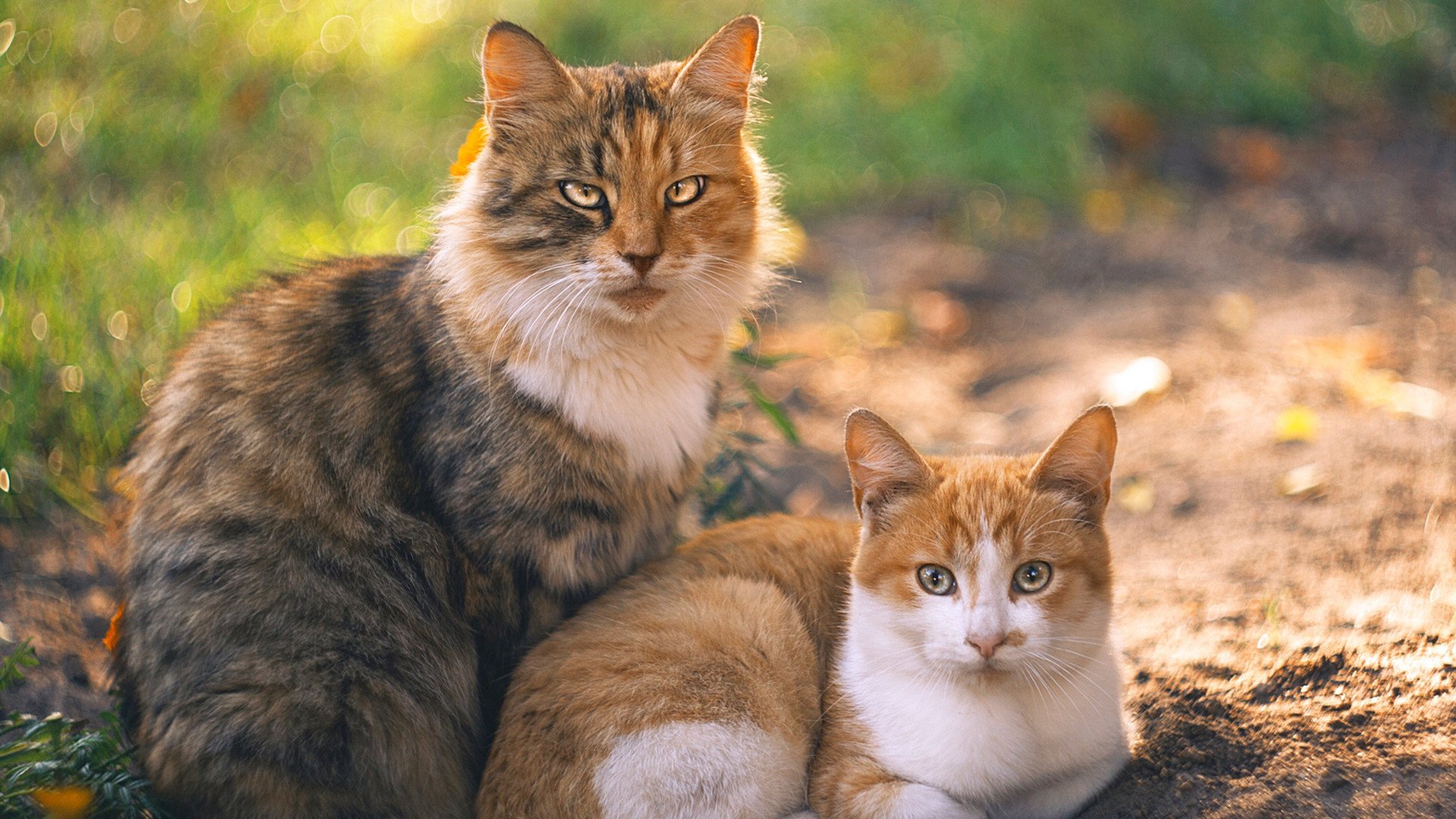 CBA新星持续涌现 年轻球员成为亮点,cba新晋球员