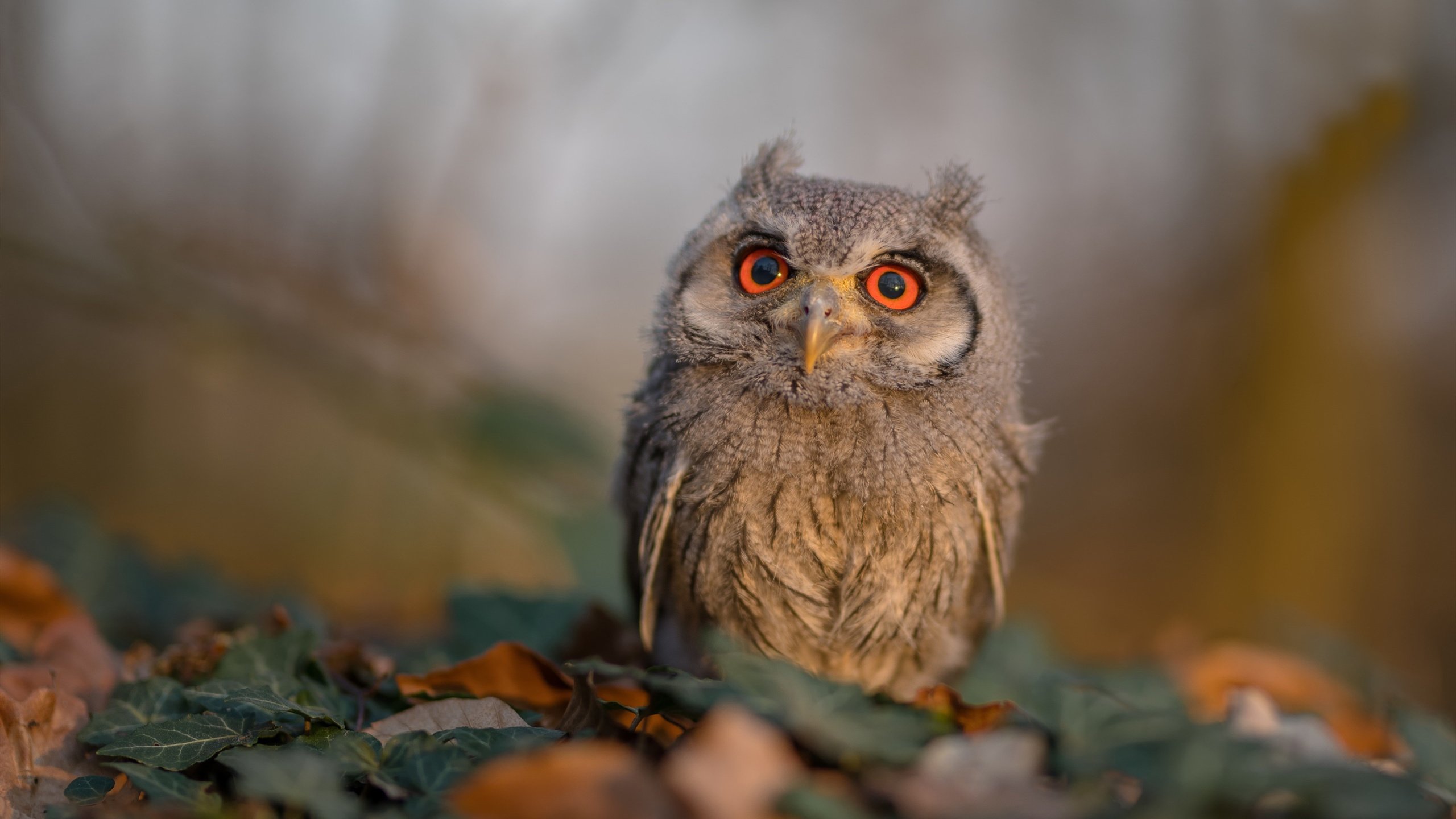 mk体育现在-CBA赛季赛事精彩纷呈 球迷期待高涨，cba赛季时间表