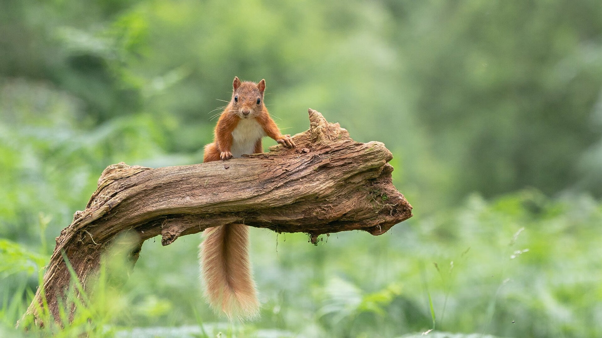 mk体育app下载-“跨越极限！SHO-CHAN Run 2025赛道尽显速度与力量”