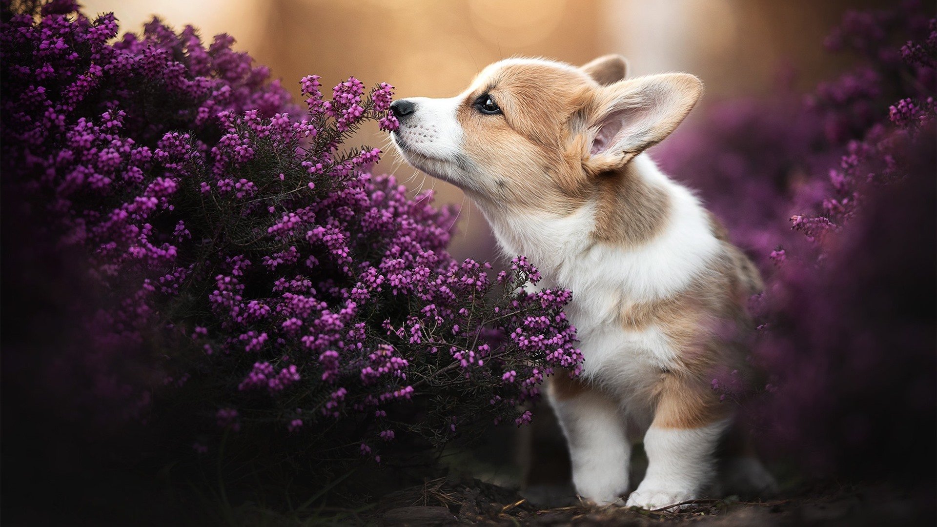 中超转会窗口活跃多名年轻球员完成签约,中超球员转会规则