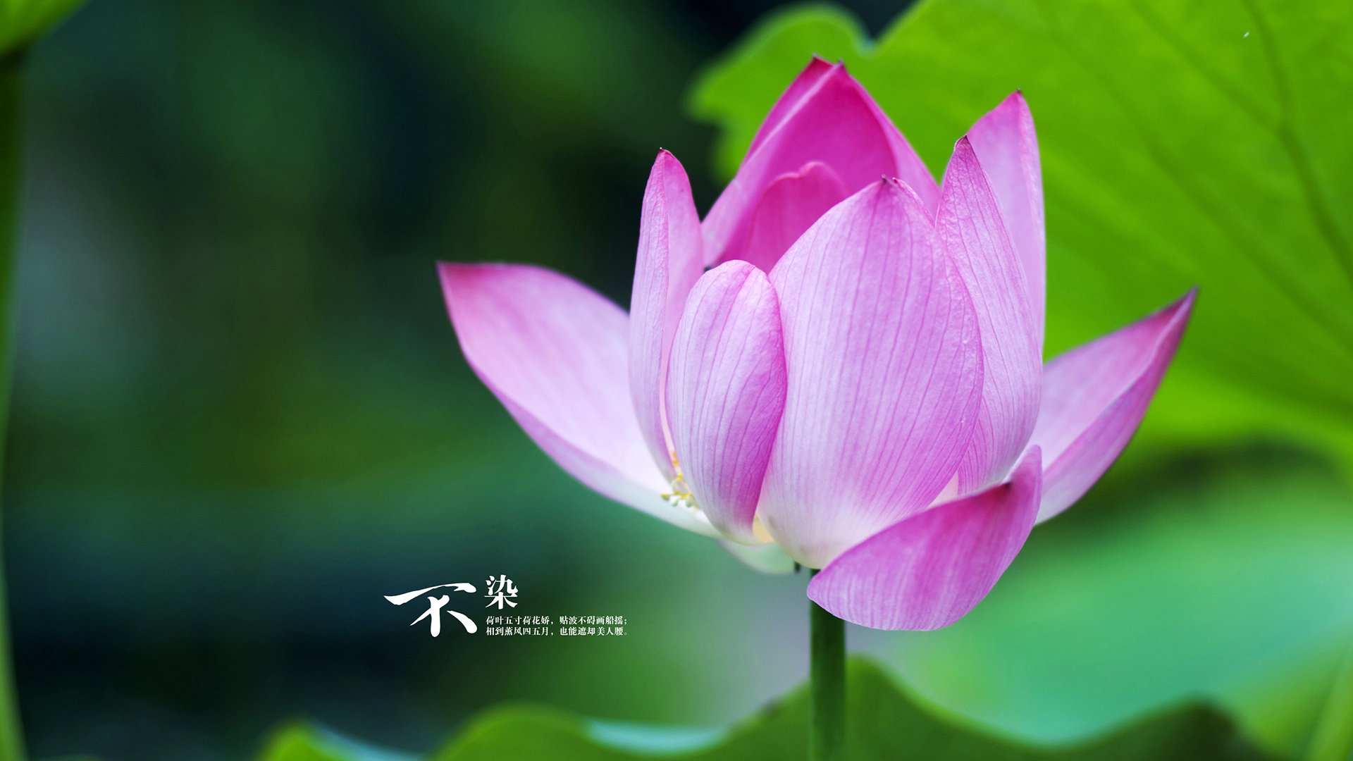 五大联赛是否通过设置边路节奏点扰乱防守系统重心,五大联赛边锋