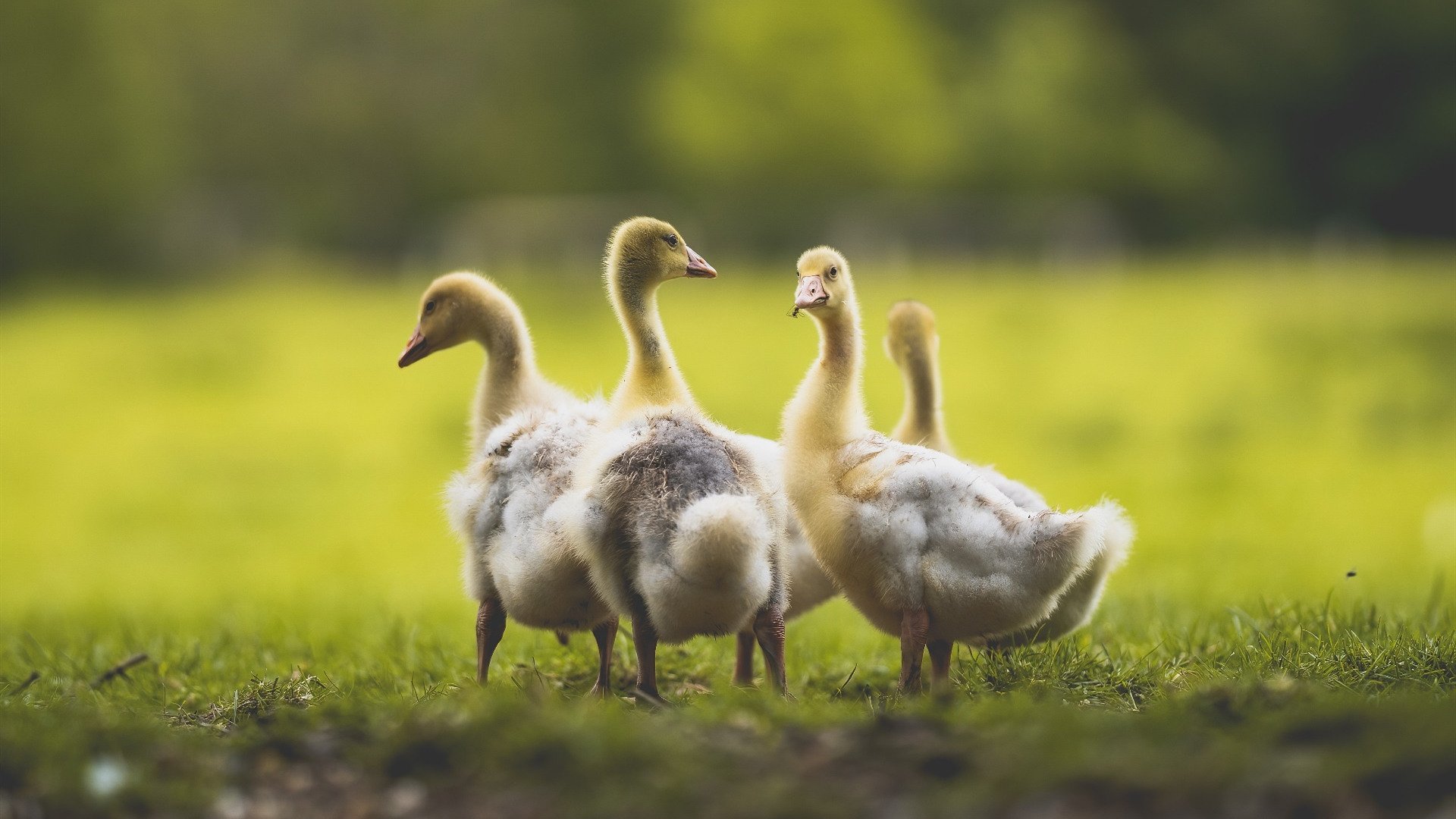 伯恩利防守回追意识显著增强,伯恩利队