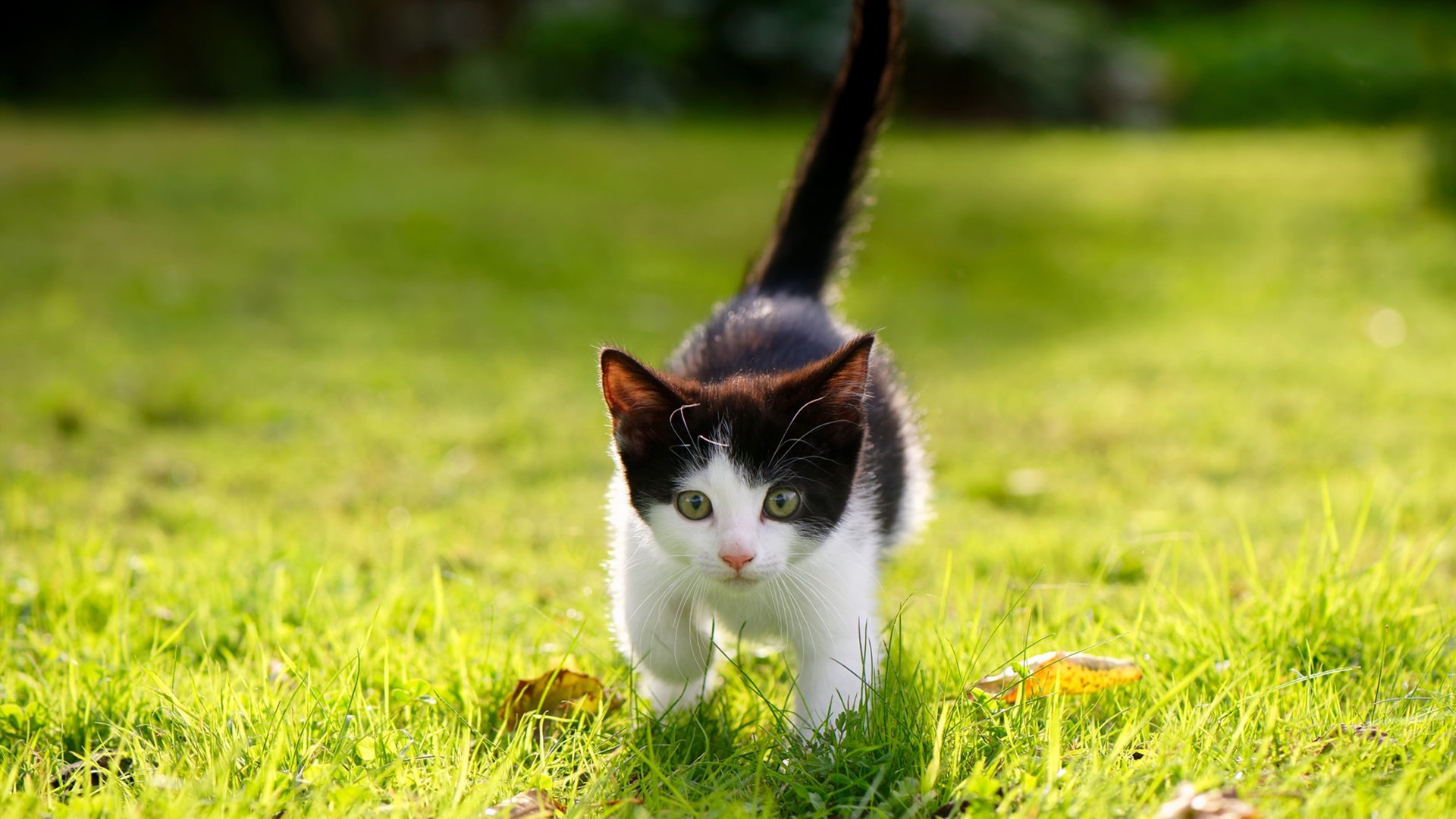 mk体育app下载-控球中场与创造型前腰形成互补，控球位置