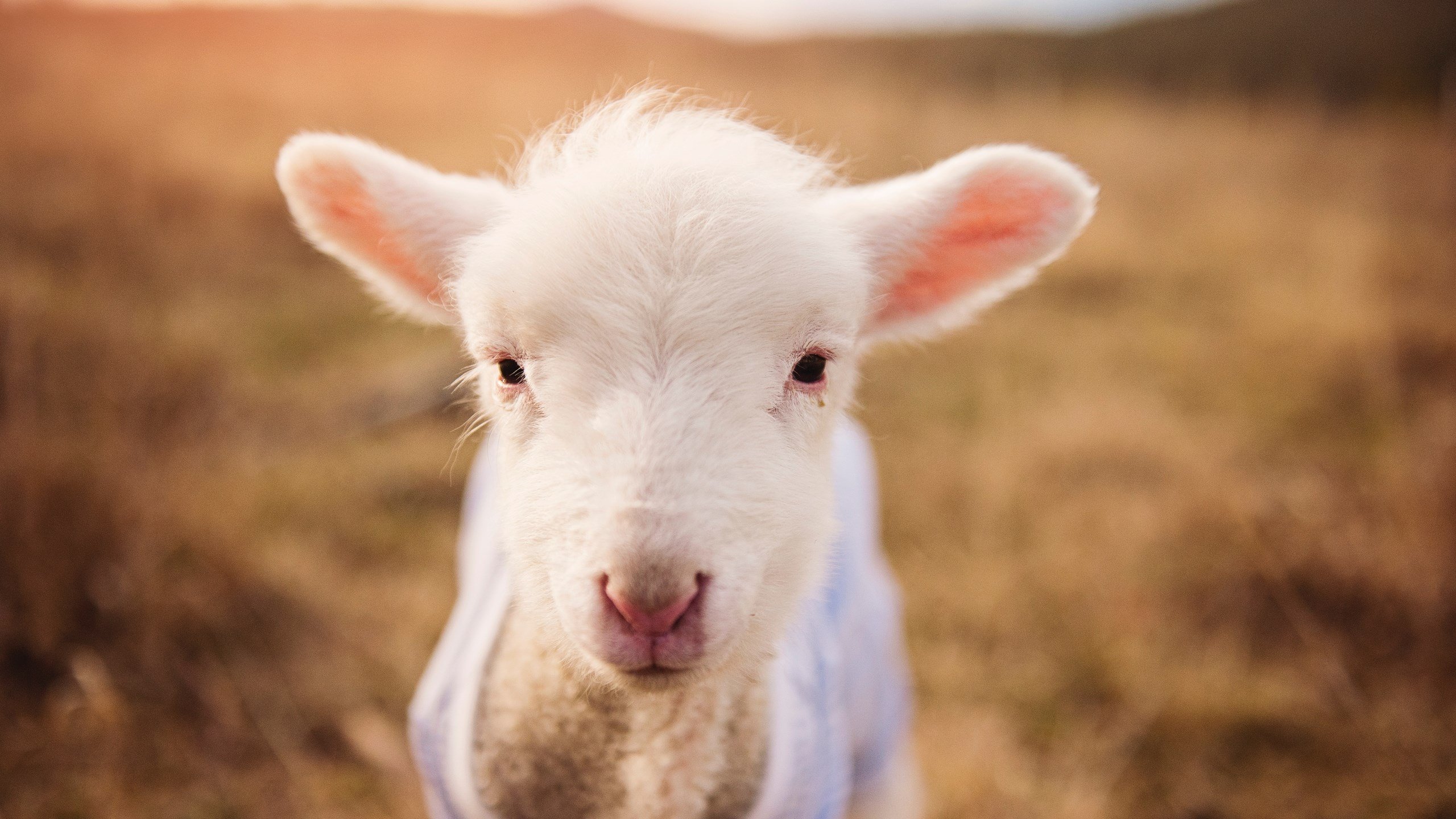 数据分析最适合预测哪类五大联赛比赛结果，数据分析相关比赛