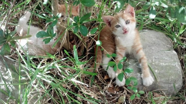 本土教练缺乏数据化战术支持