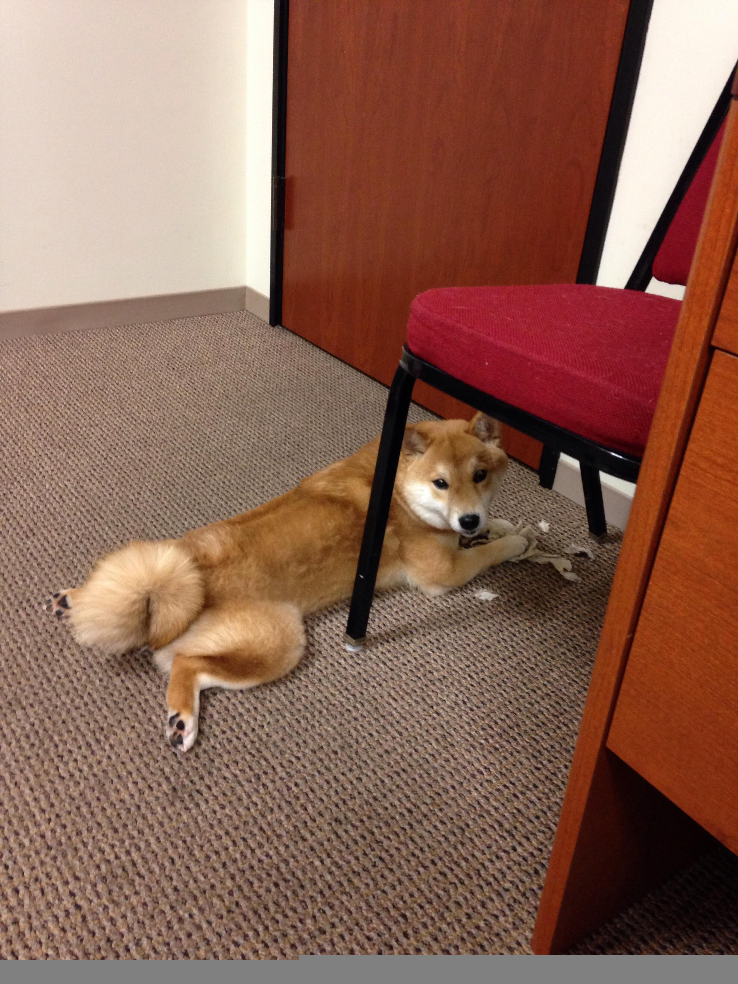 主力归队带动全队训练强度整体竞技状态提升明显,主力阵容是什么意思