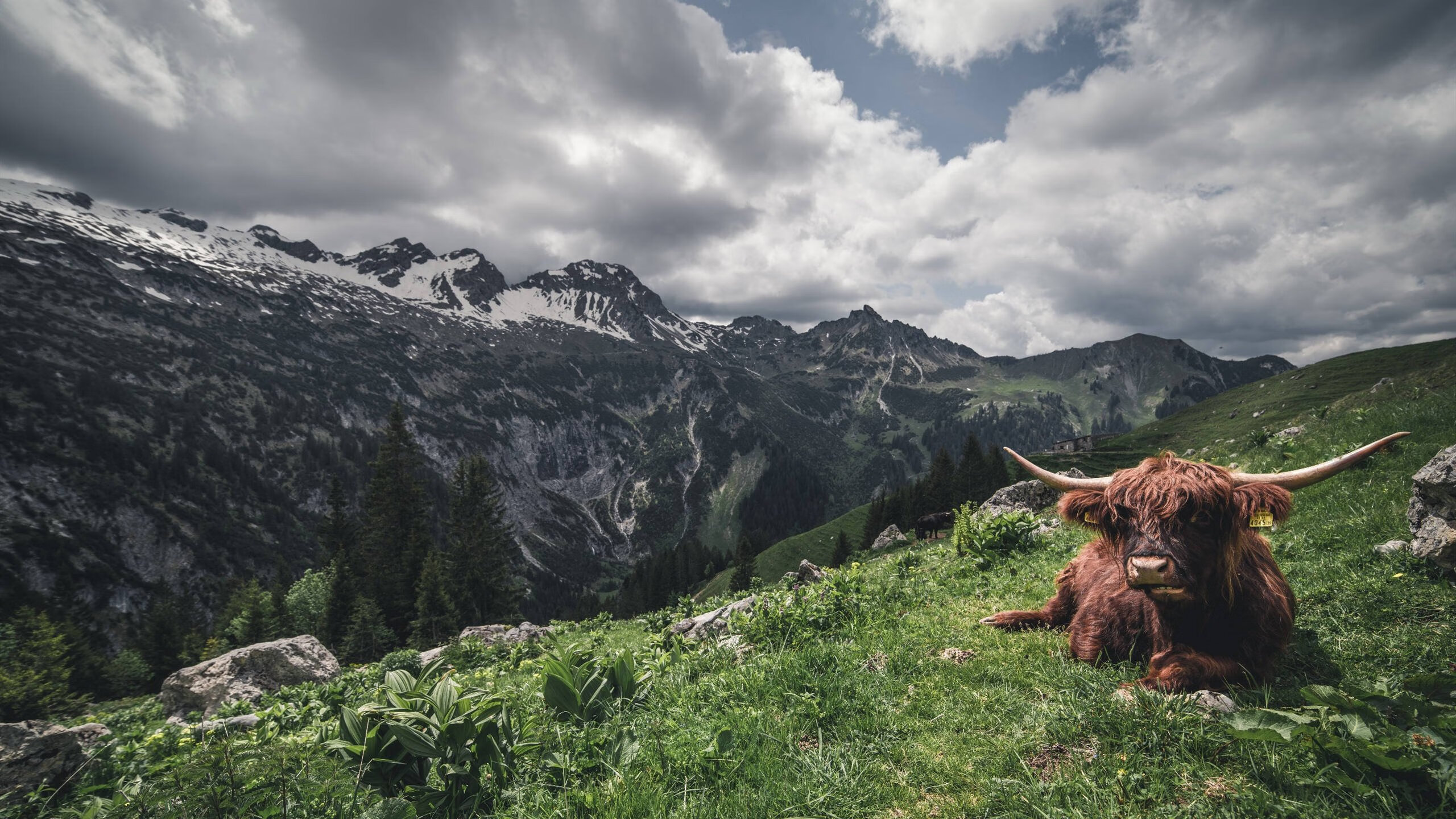 仰泳预赛突尼斯稳定晋级，仰泳国际比赛视频