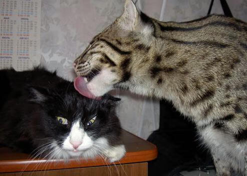 卡普尔凭借坚韧的意志与速度优势,成为袋鼠队重要的反击利器,万代卡普尔