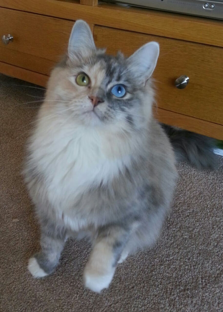 新西兰全黑队的防守堪称铁壁,无缝防守令对方难以突破,新西兰全黑队队员介绍