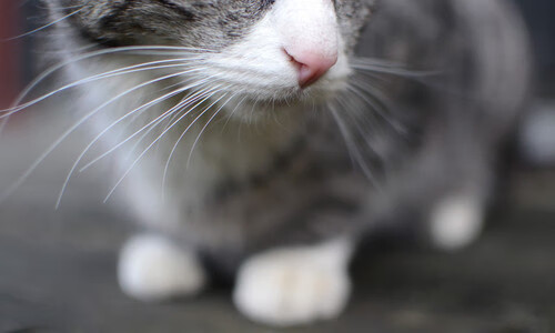 mk体育网址-Valorant电竞大师赛欧美战队激烈碰撞，valorant竞技